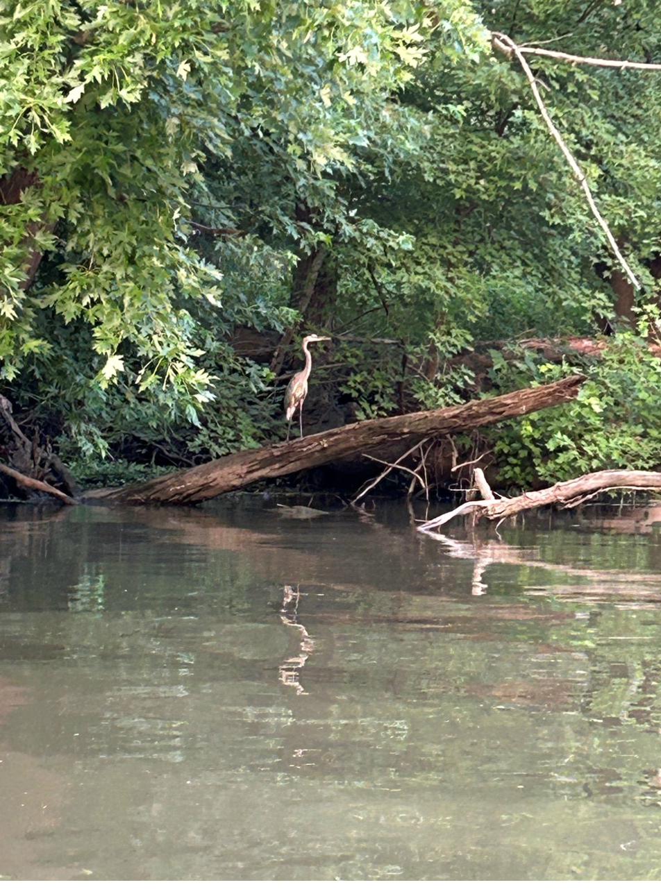 Great blue heron spotted along the Vermilion River in Pontiac, Illinois